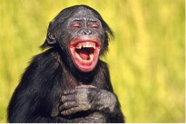 Bild "NEWSLETTER:Schimpanse.jpg"