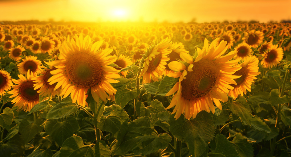 Bild "NEWSLETTER:Sonnenblumen.png"